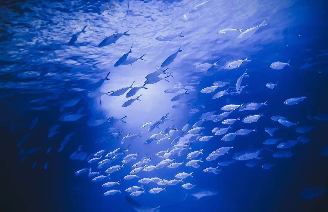 The Valentia Corretgeria-1